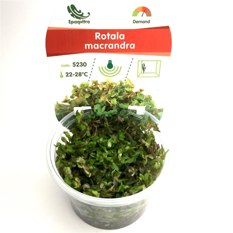 Rotala macrandra in cup
